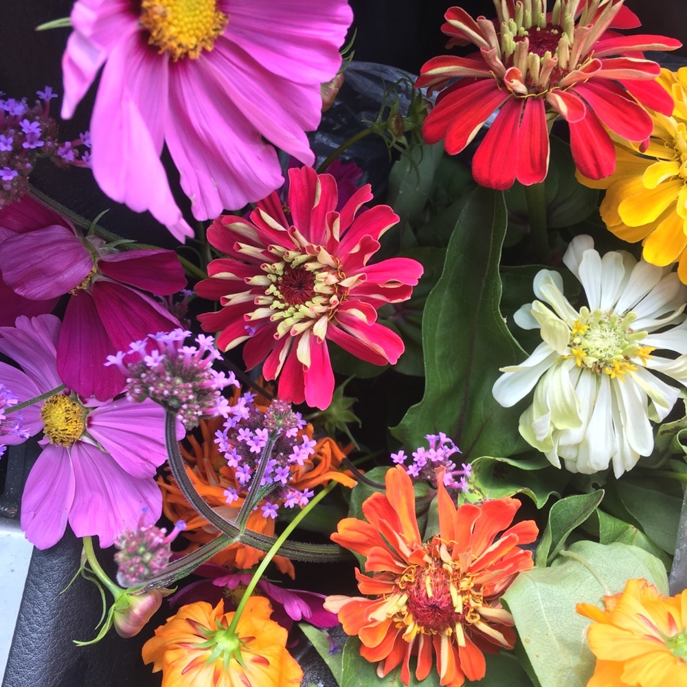 Meet your Posher, Caitlyn